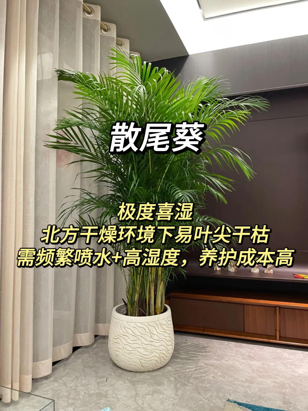 血泪教训！家庭绿植选这些才不踩坑?