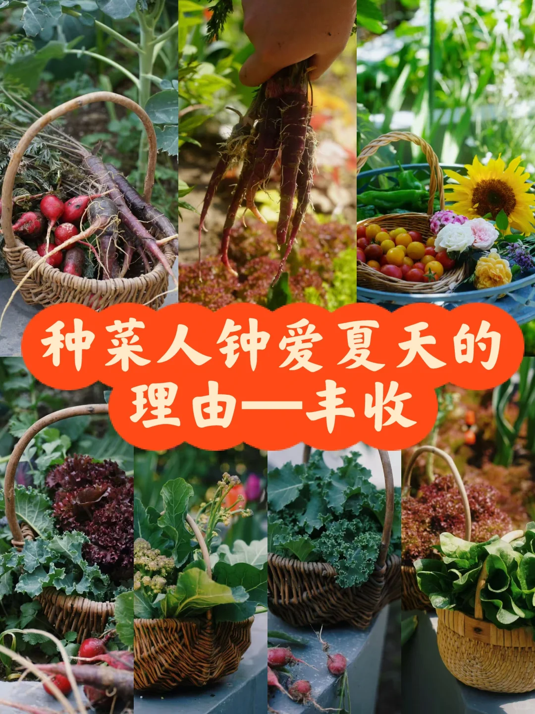 一年一度种植胡萝卜的季节到了，每年丰收季