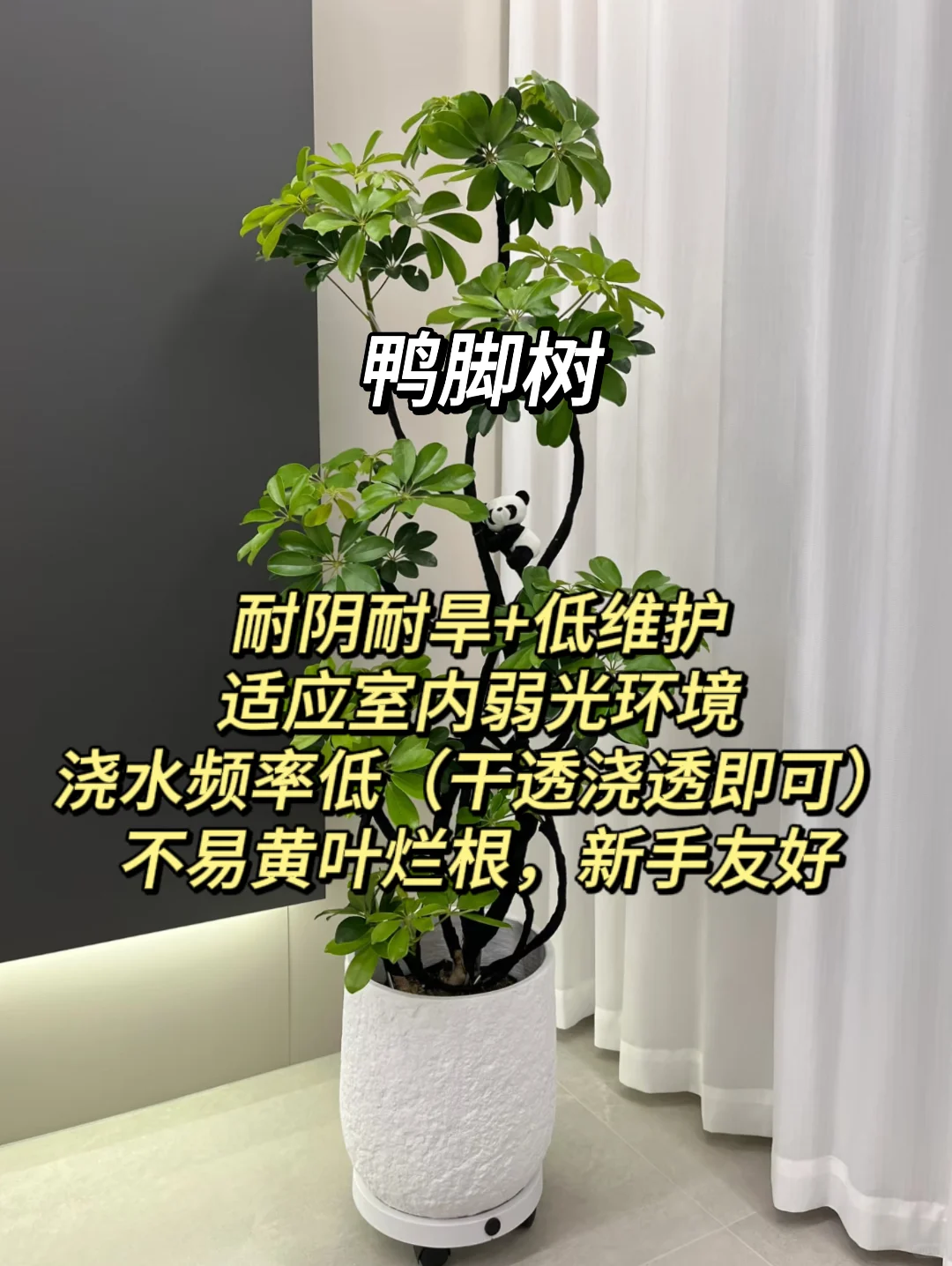 血泪教训！家庭绿植选这些才不踩坑?