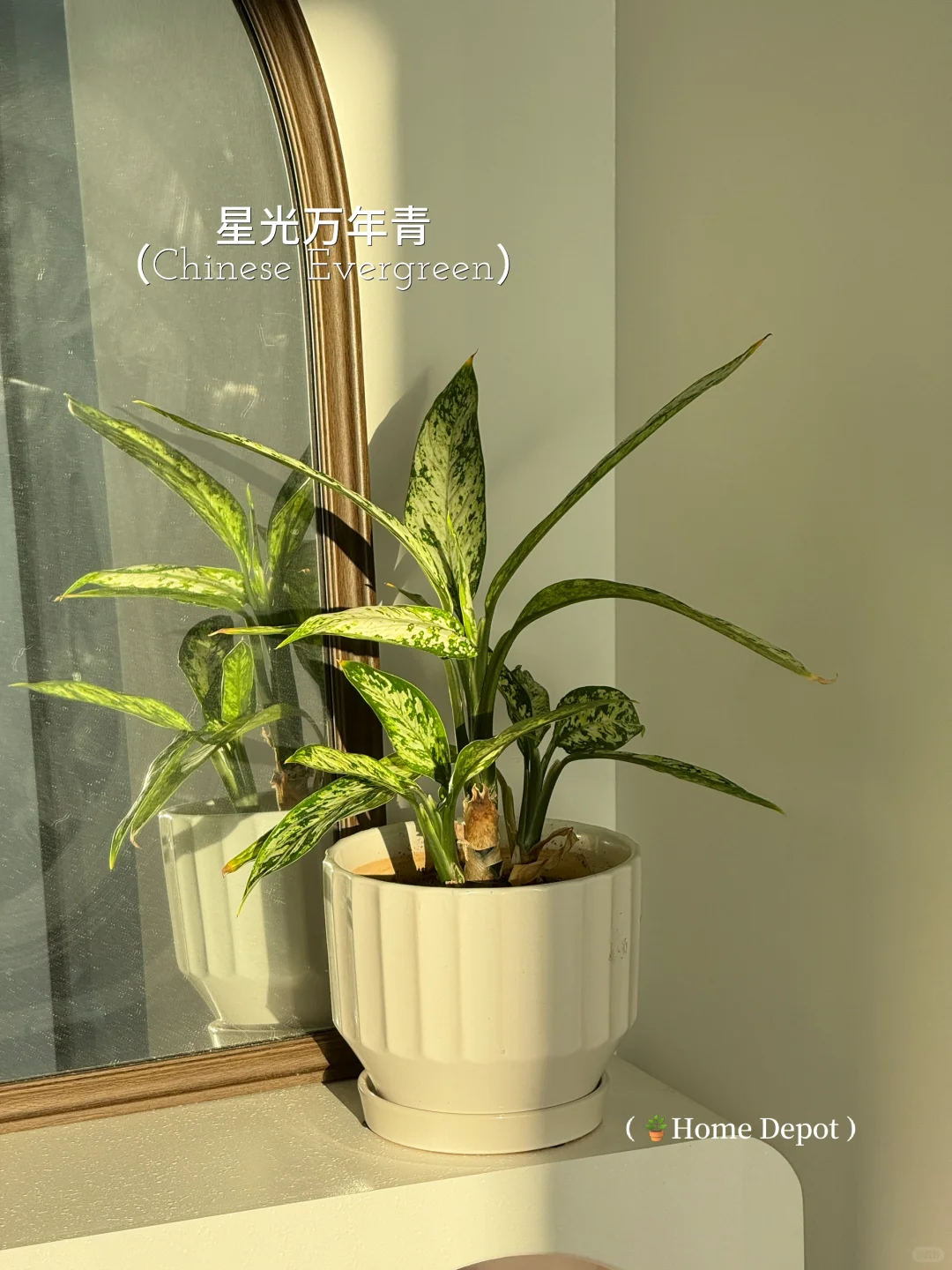 懒人轻松养??氛围感能量绿植分享