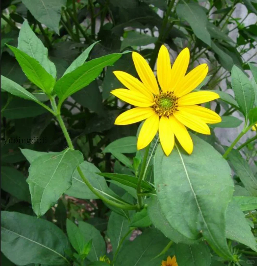 推荐种植的14种根茎作物