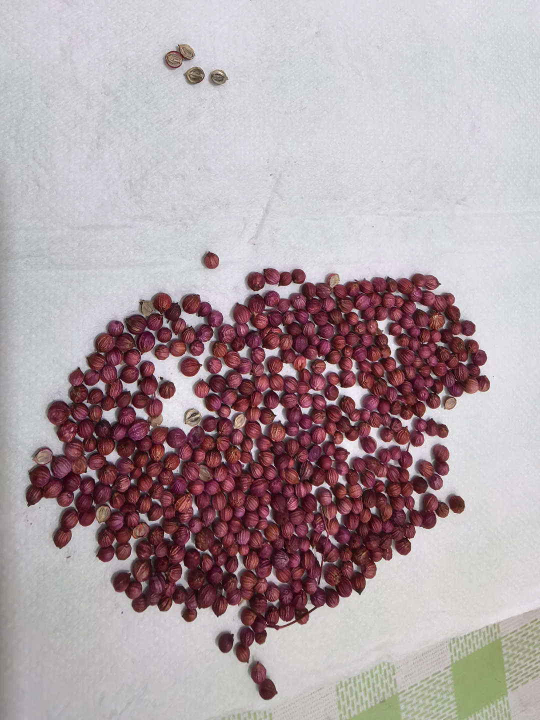 别天天说回农村，那你认识这是什么种子吗？