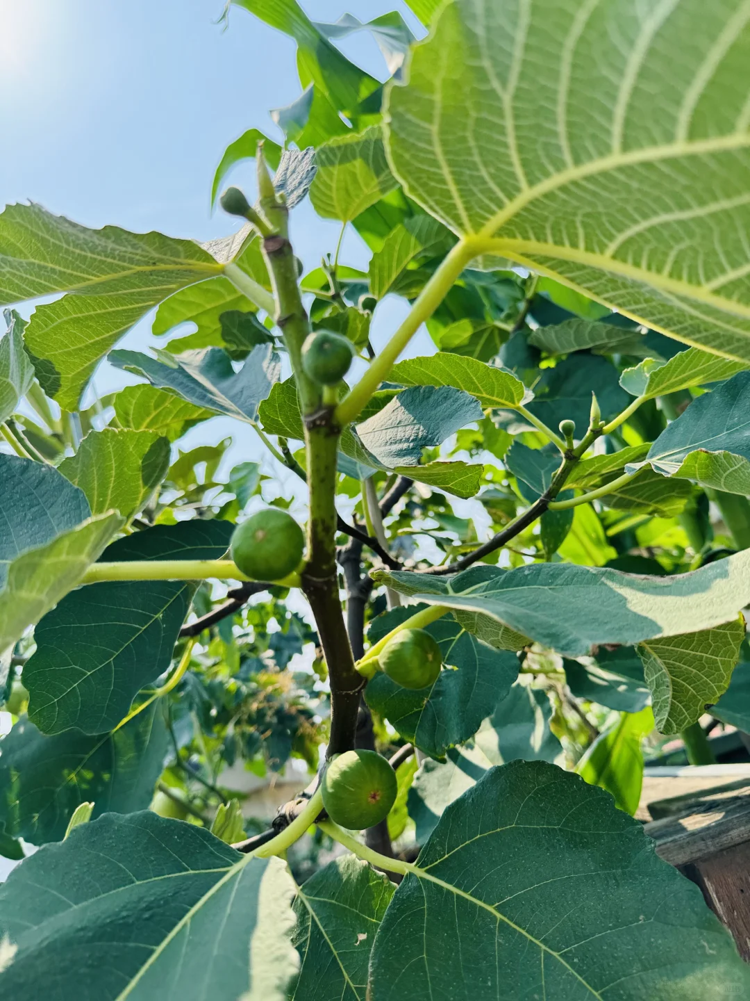 春播的蔬菜开始陆续长大了