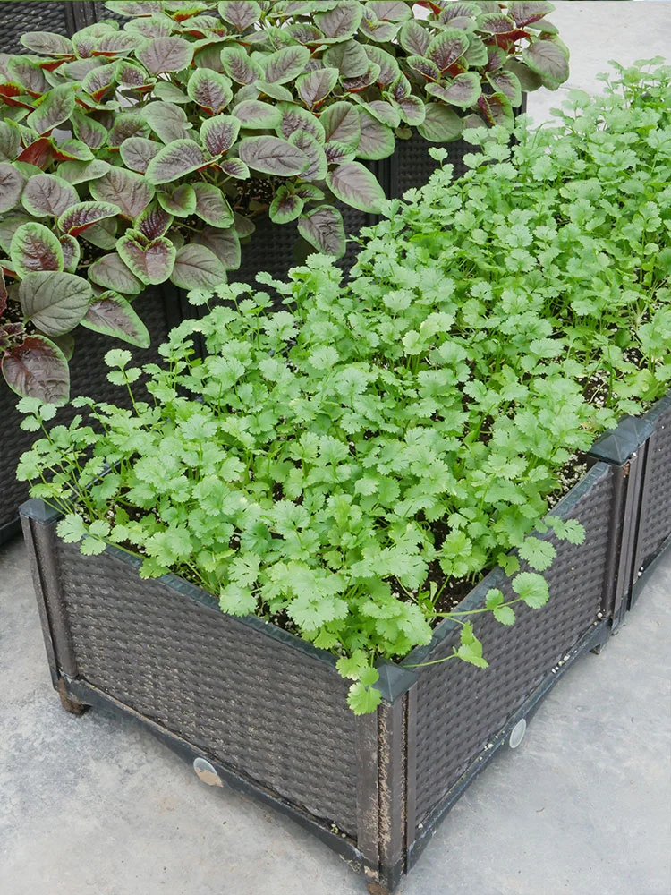 北方冬季室内能种什么菜？种上这些收获满满