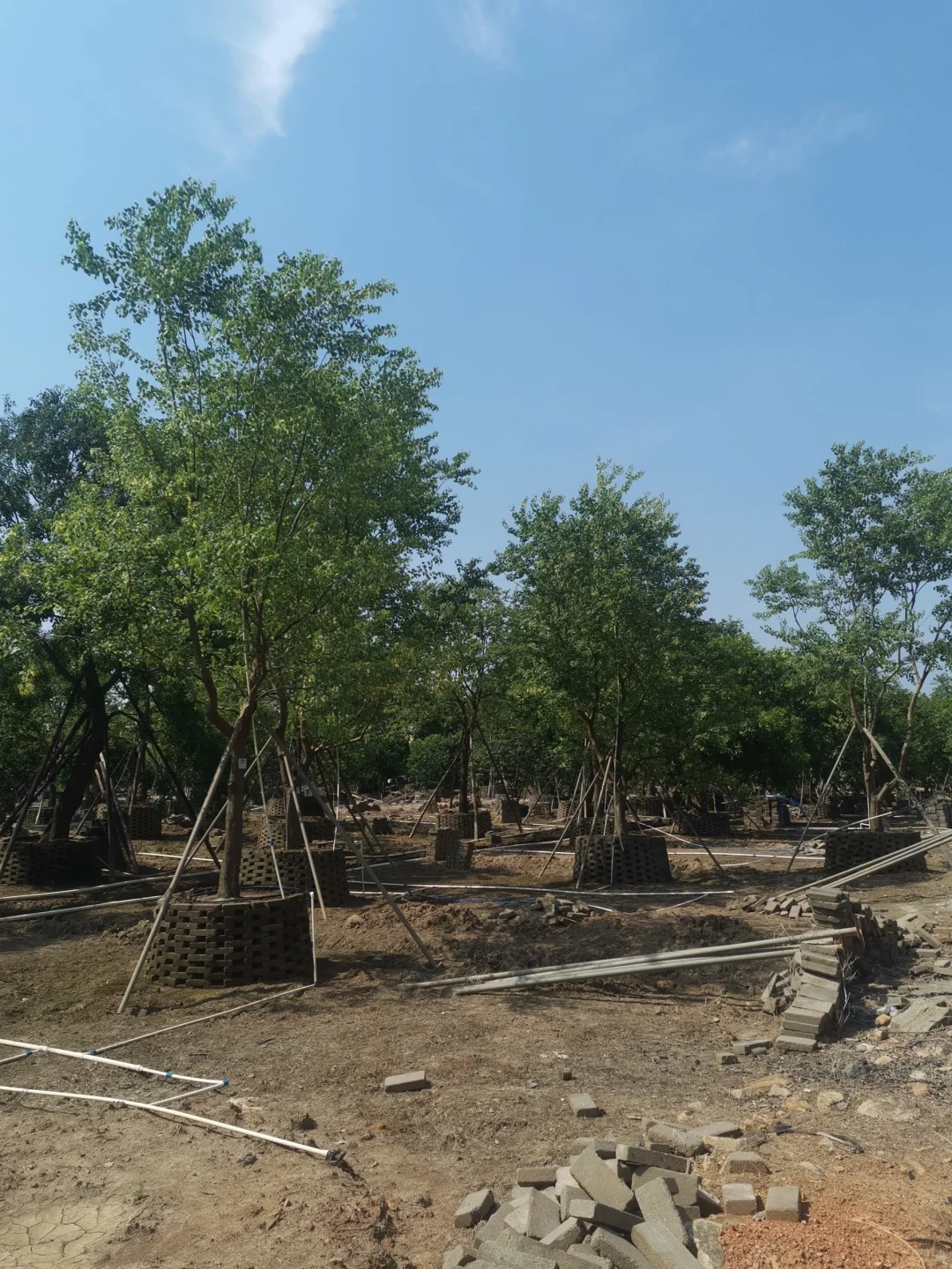 大乌桕+小乌桕均有货