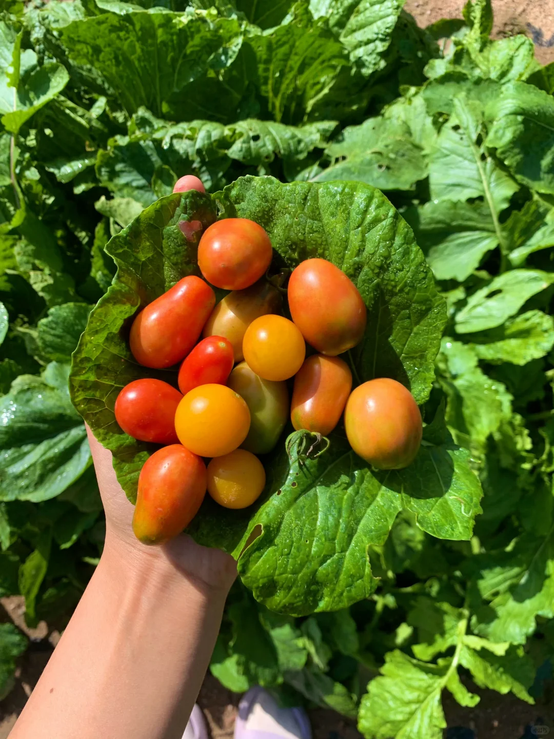 回村吃新鲜果蔬吧