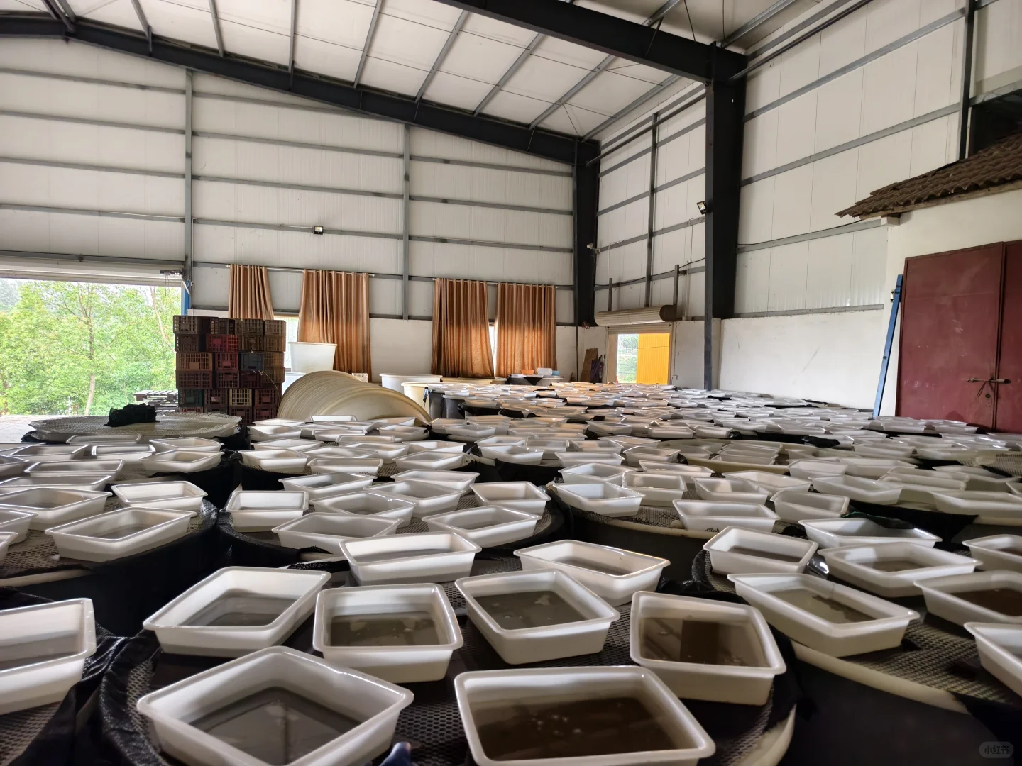 探访团林大型禽蛋工厂——碧珠牌禽蛋