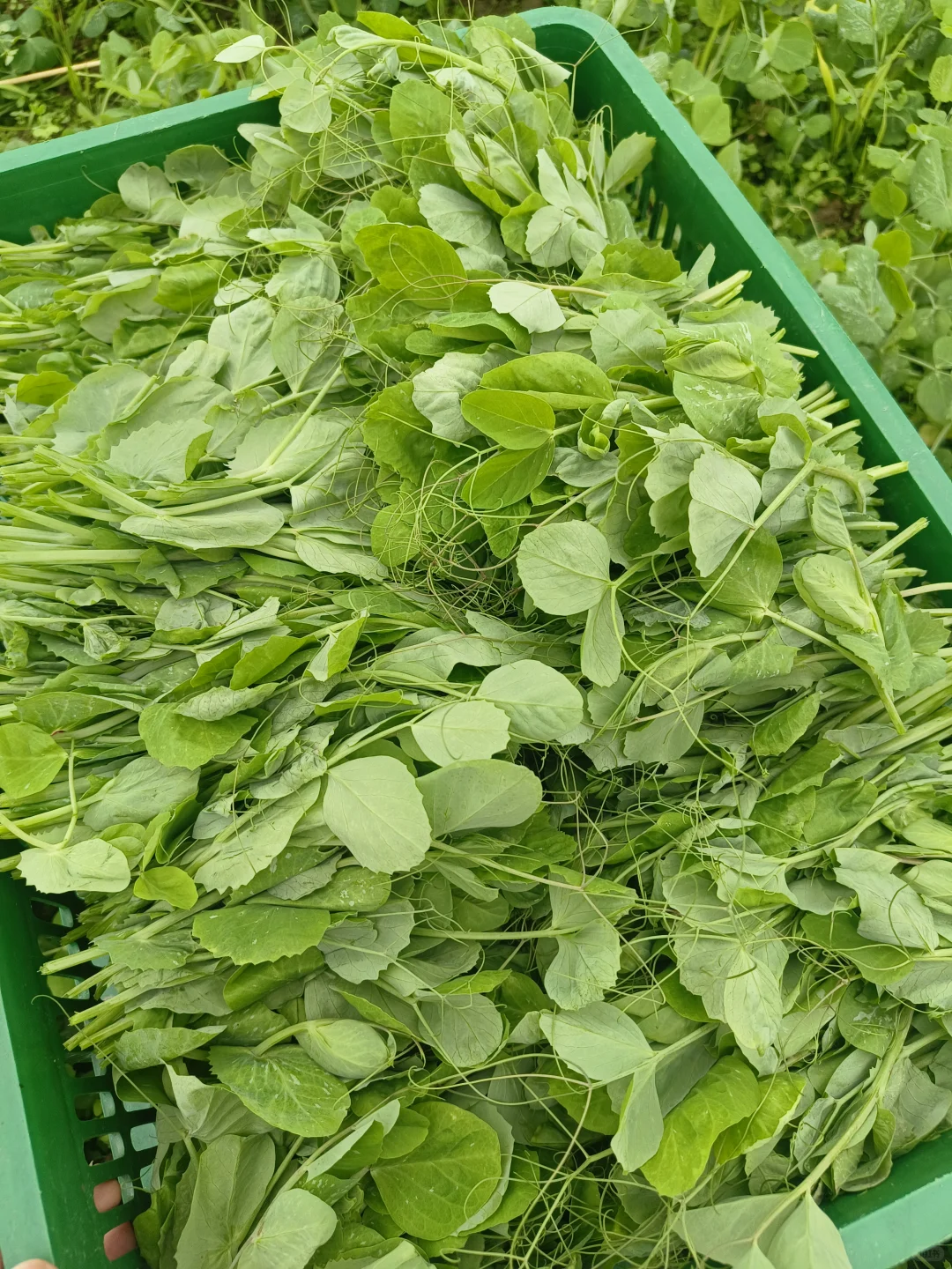 农村的豌豆荚也吃得了