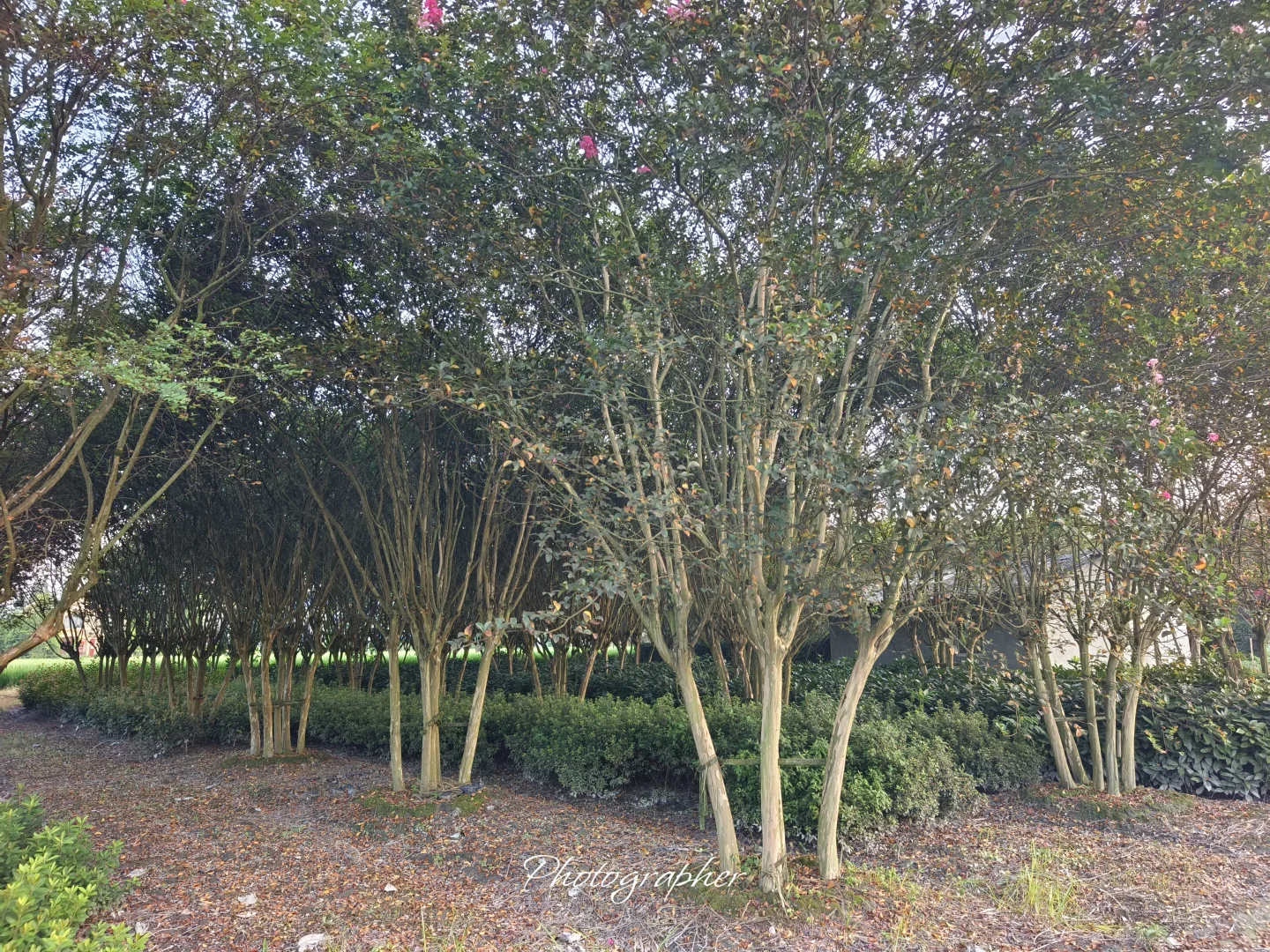 成都本土园林基地