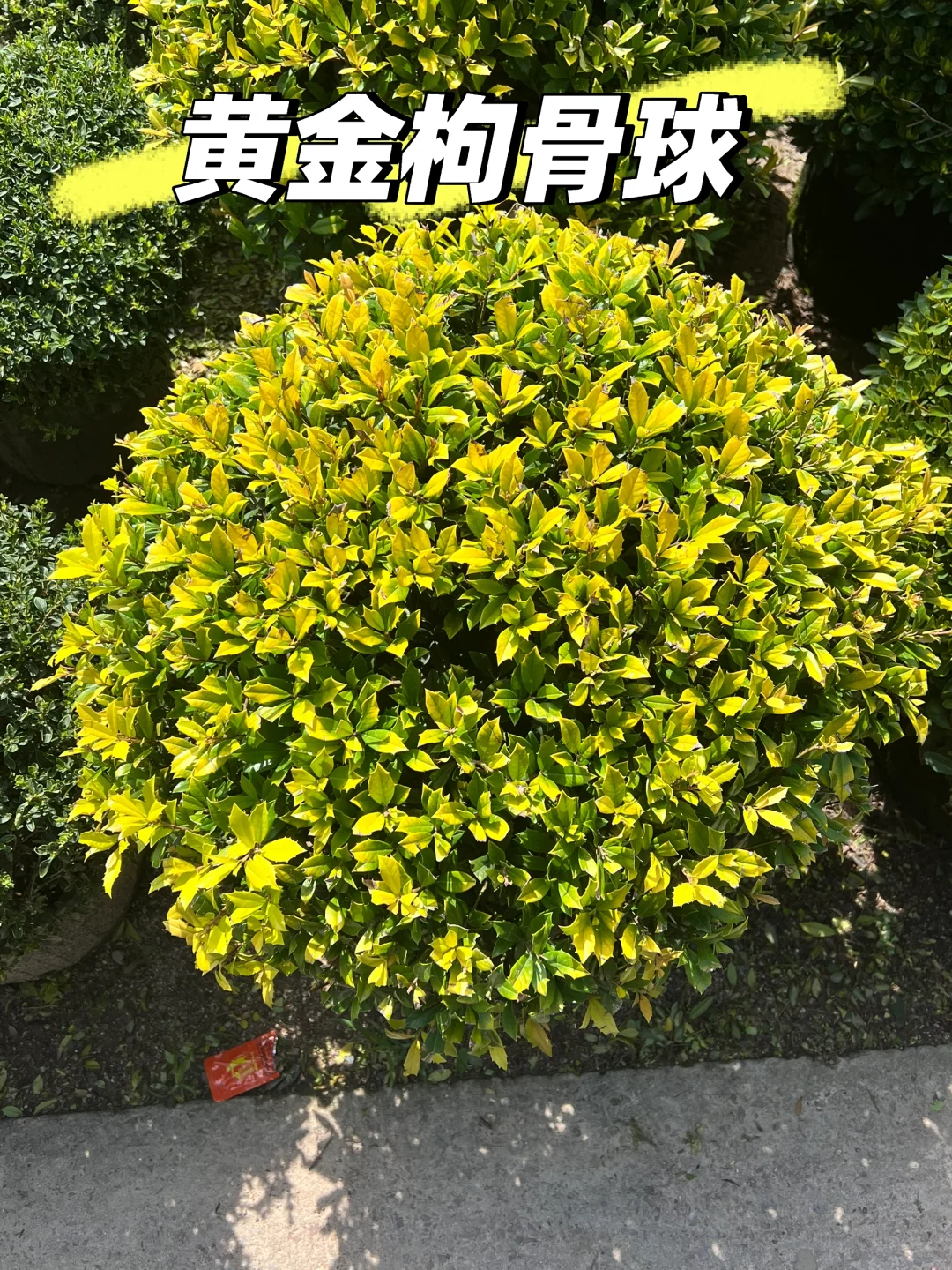 浙江庭院花卉苗圃 集市