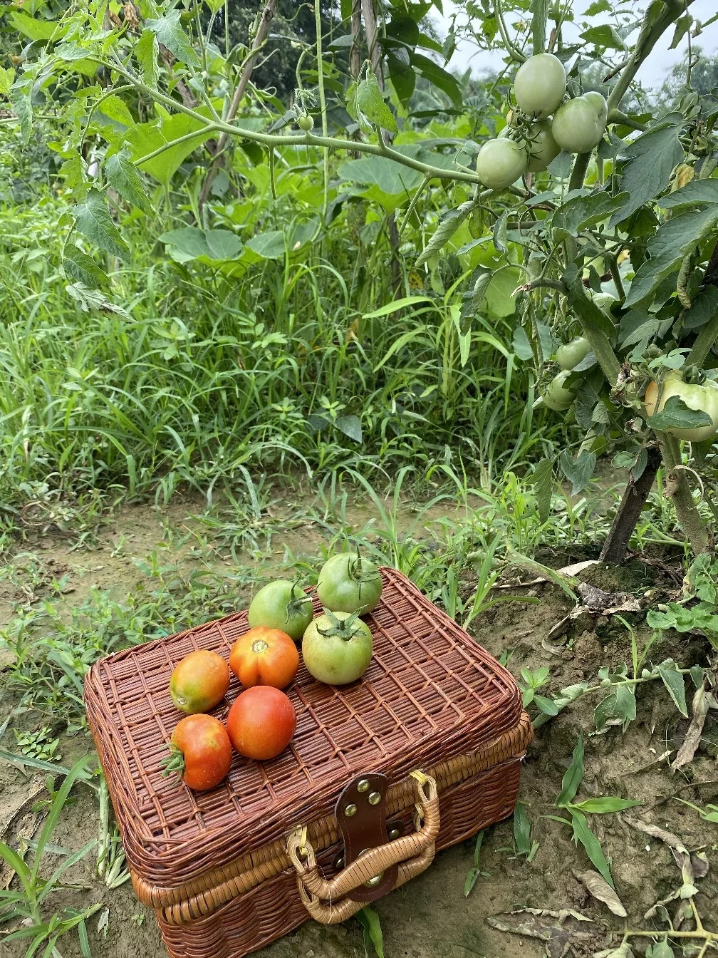 绿色田园与大龄青年