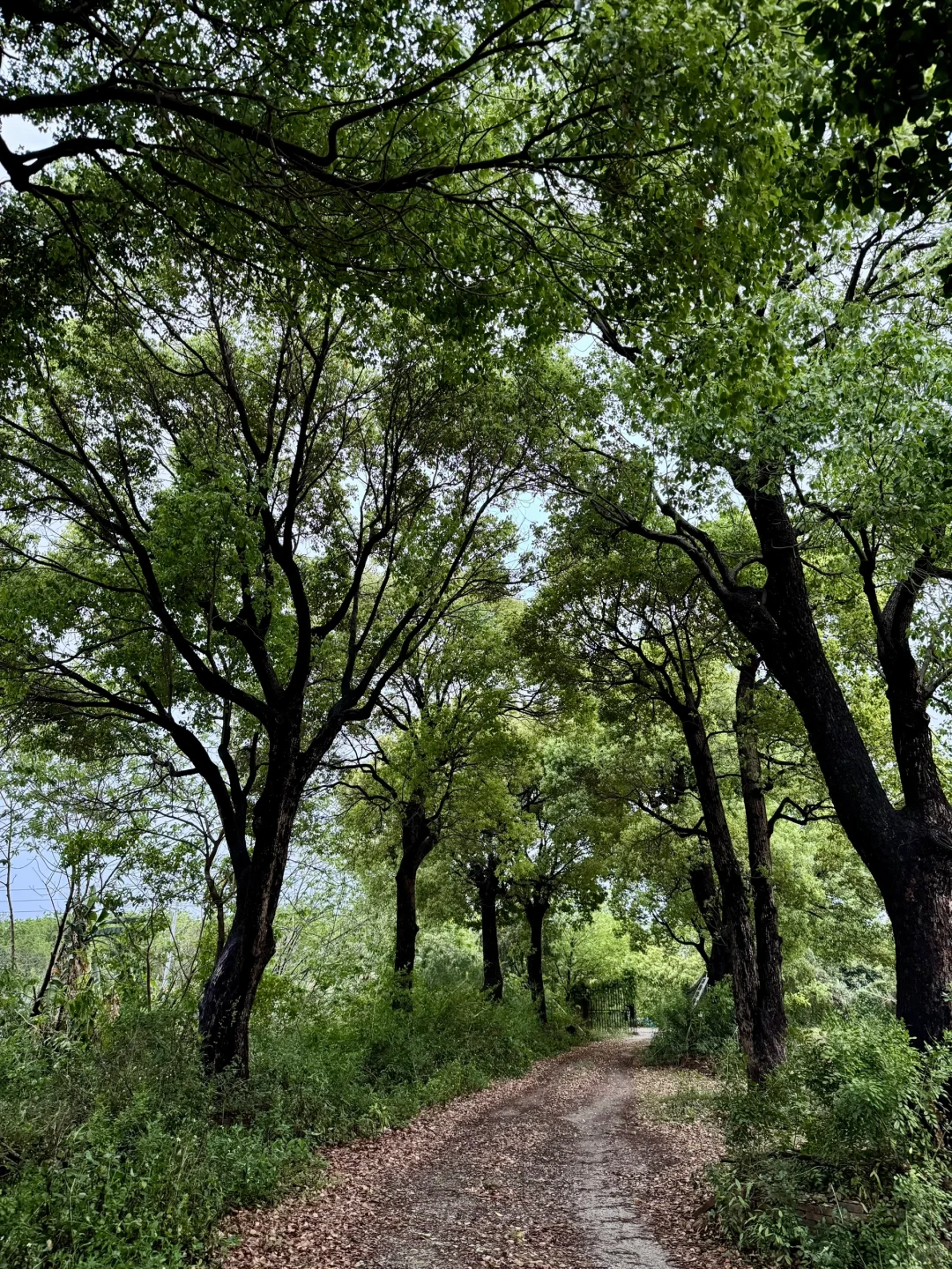 大家好请来找我买树