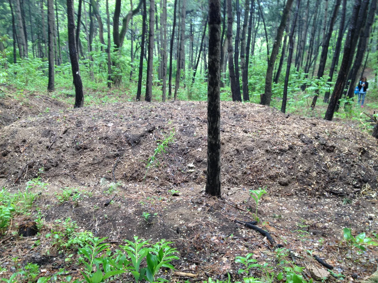 冬季修剪枝条粉碎后用途-自制有机肥