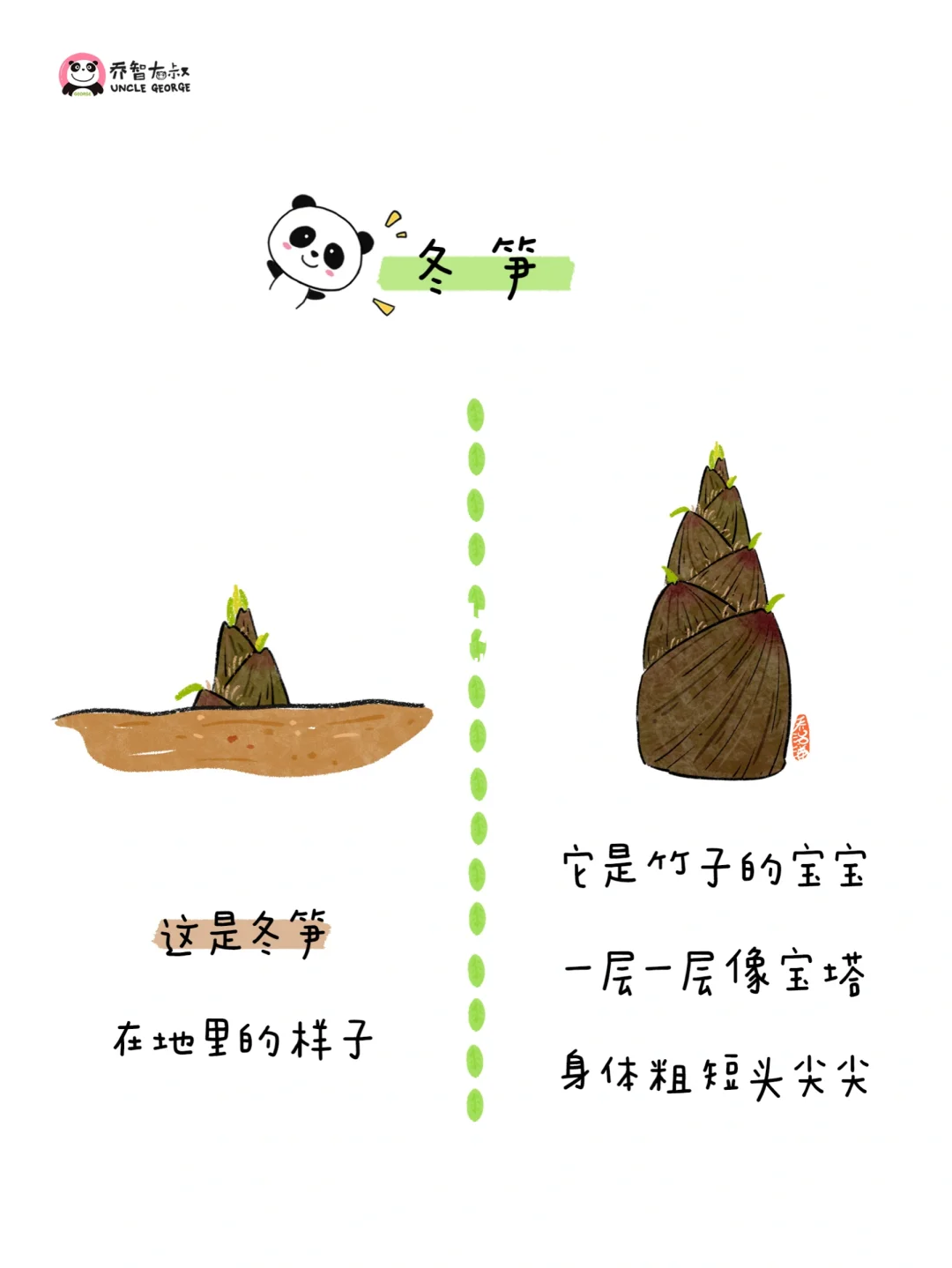 给小朋友的冬季蔬菜认知图鉴