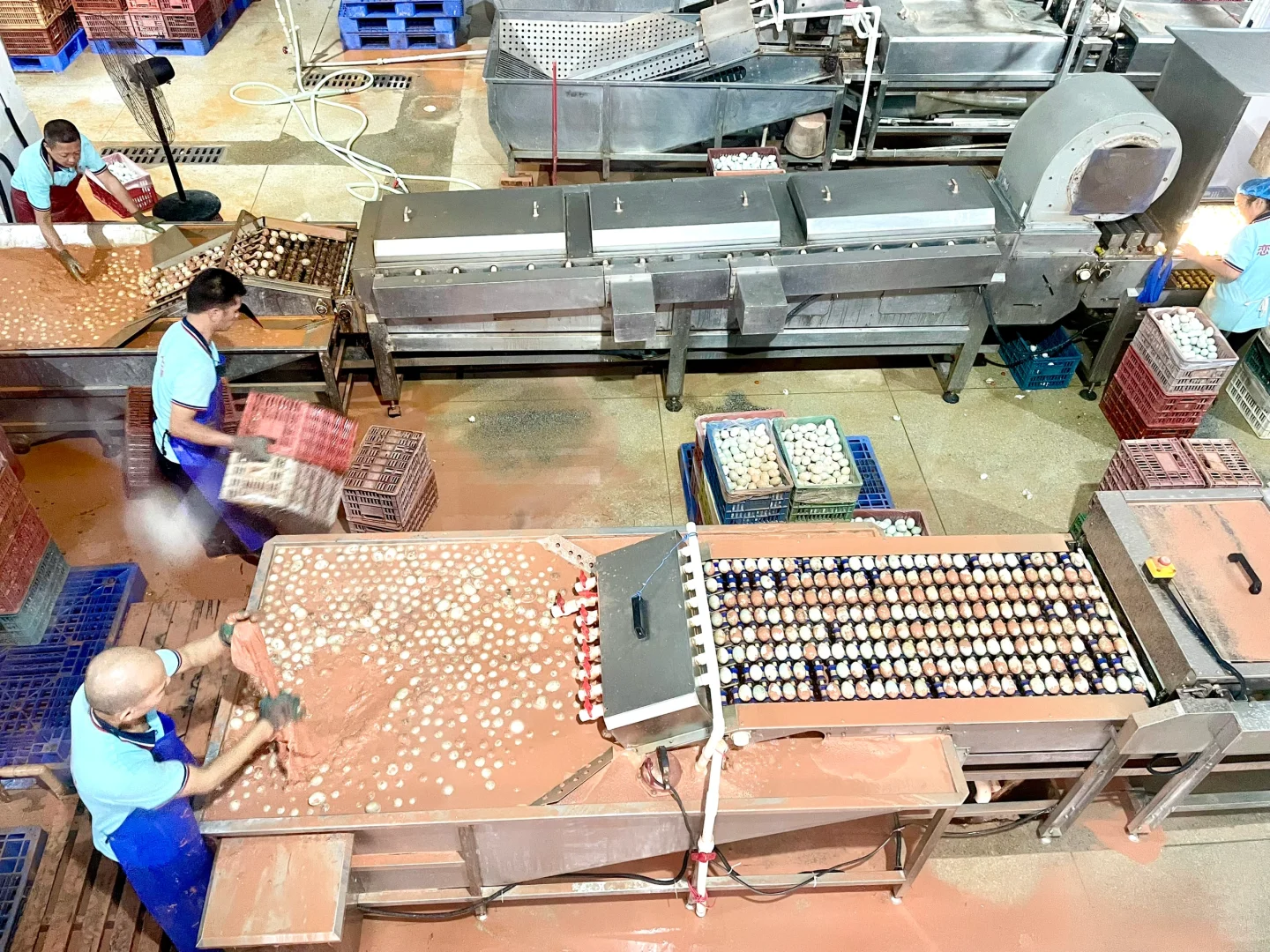 第一次参观海鸭蛋生产线