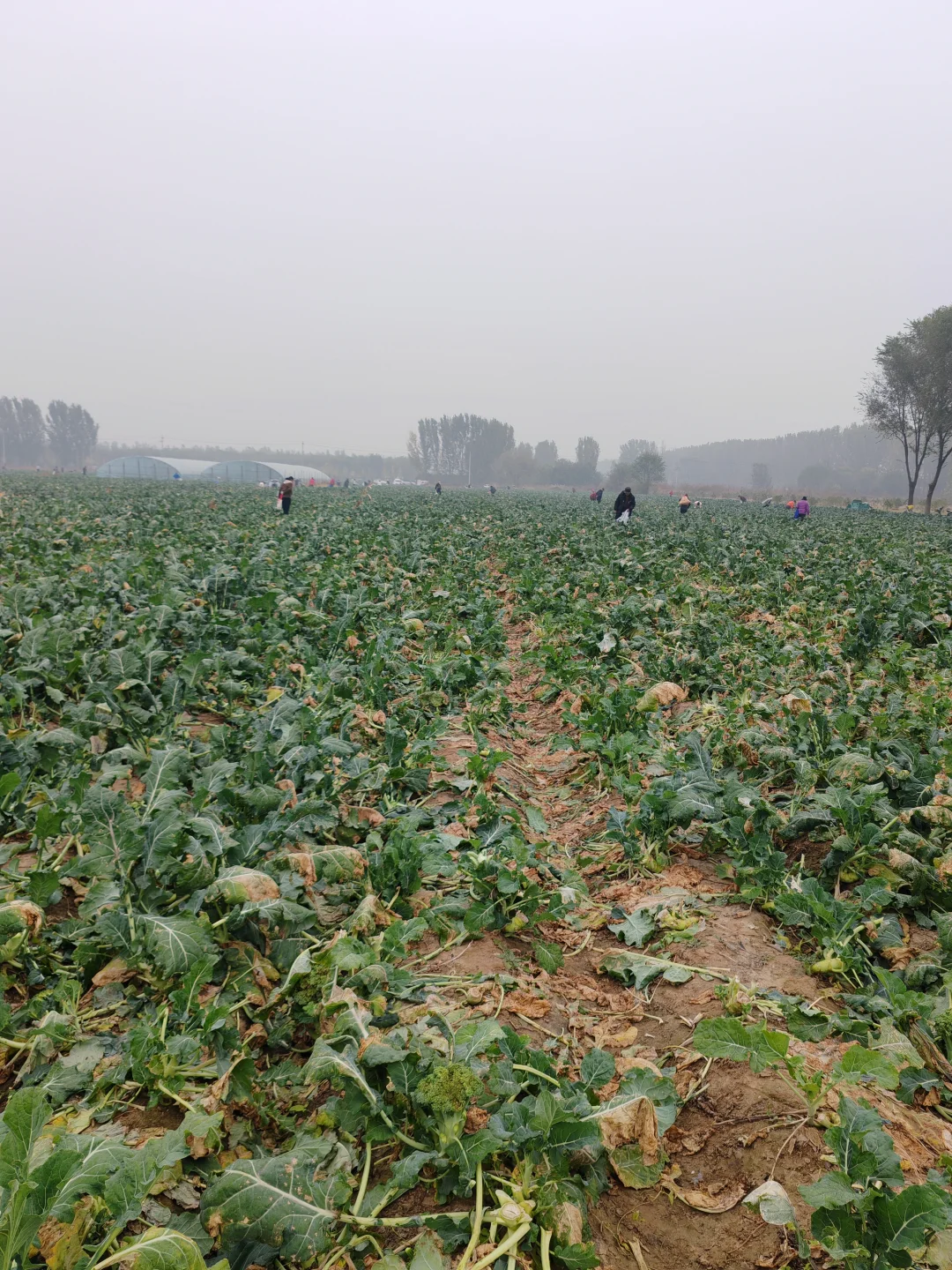 打野之新鲜免费的西兰花?