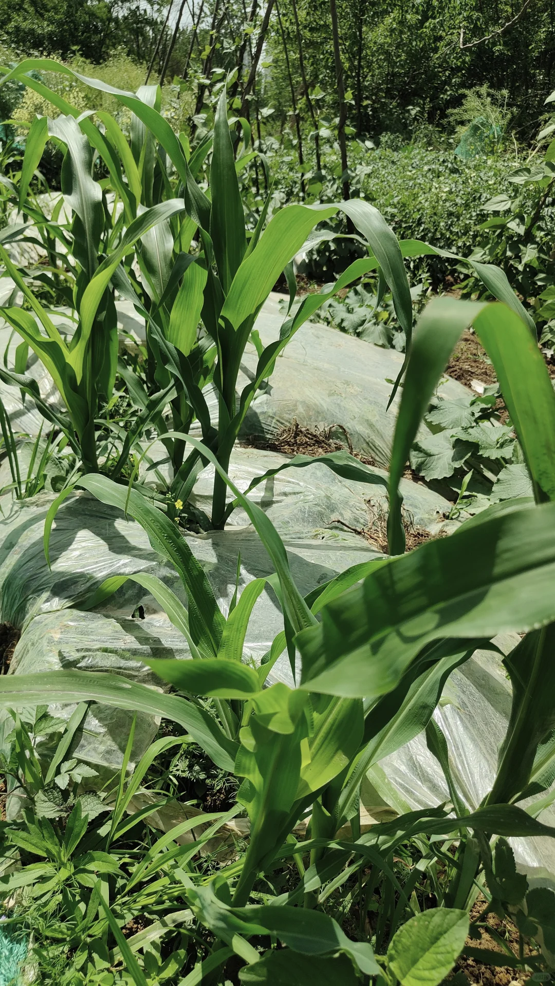 菜地各种蔬种下已经一个多月，静待开花结果