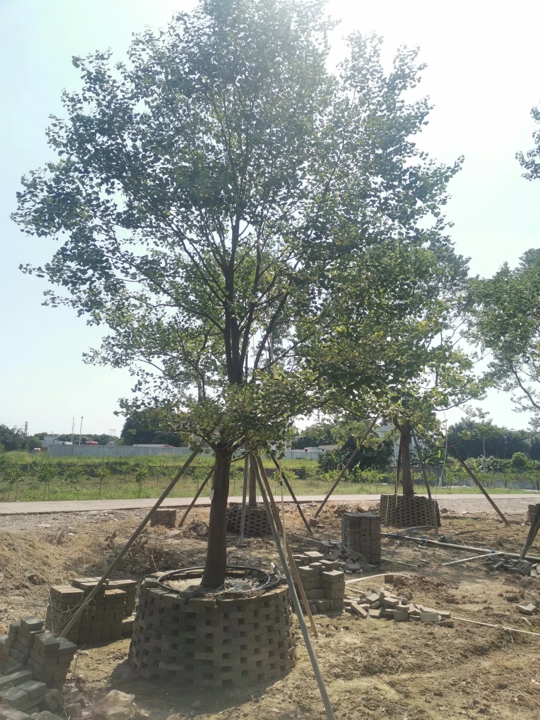 大乌桕+小乌桕均有货