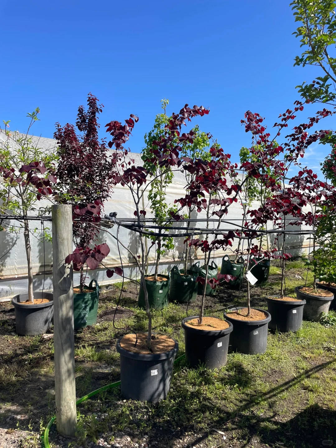 悉尼华人苗圃Camden Nurseries