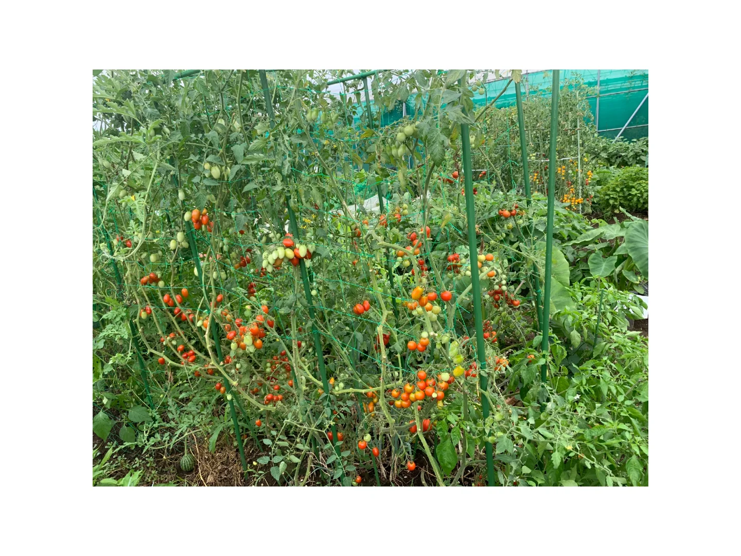 小小菜地，收获多多