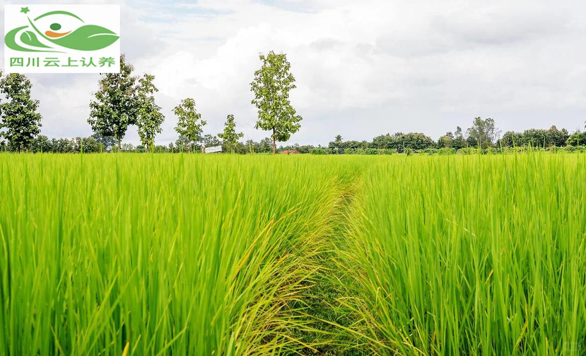 2025年可视化认养农业的发展趋势与展望!