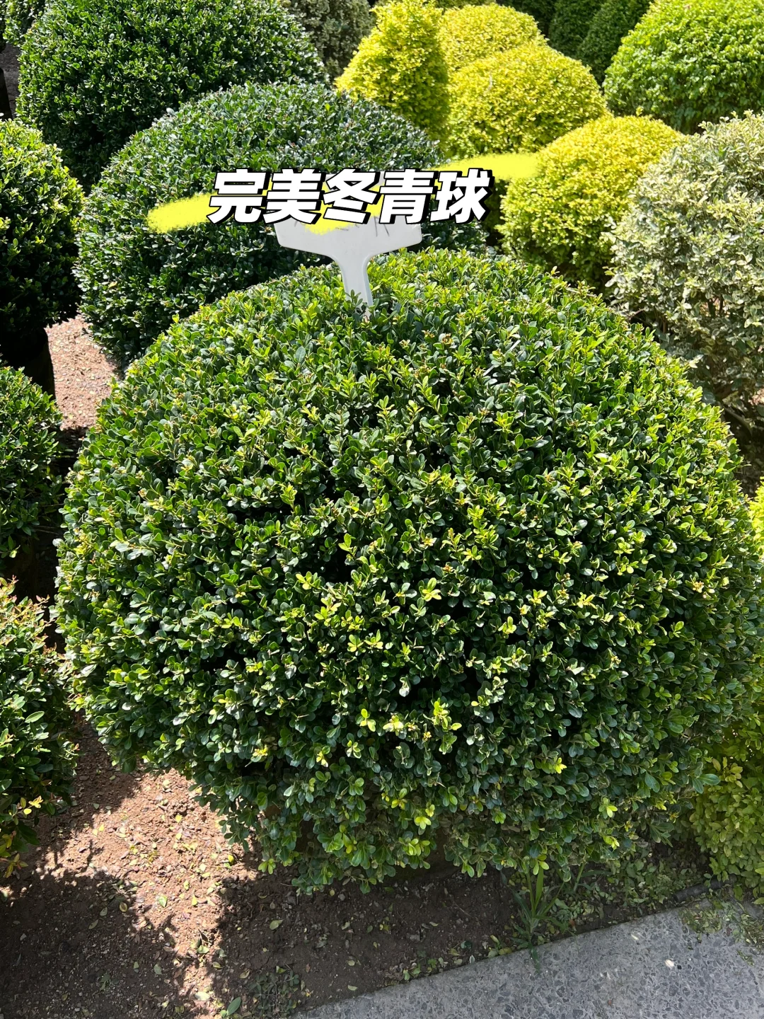 浙江庭院花卉苗圃 集市