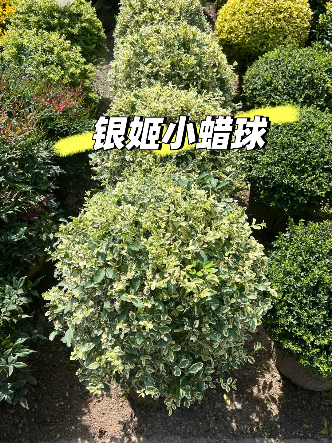 浙江庭院花卉苗圃 集市