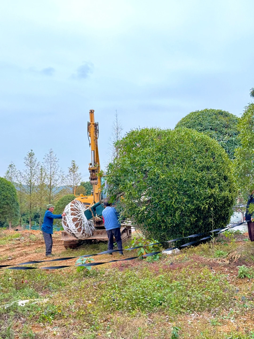 今天两大车桂花发往杭州??
