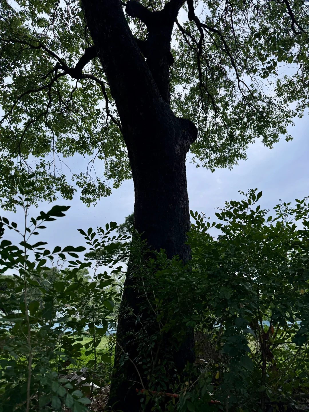 大家好请来找我买树