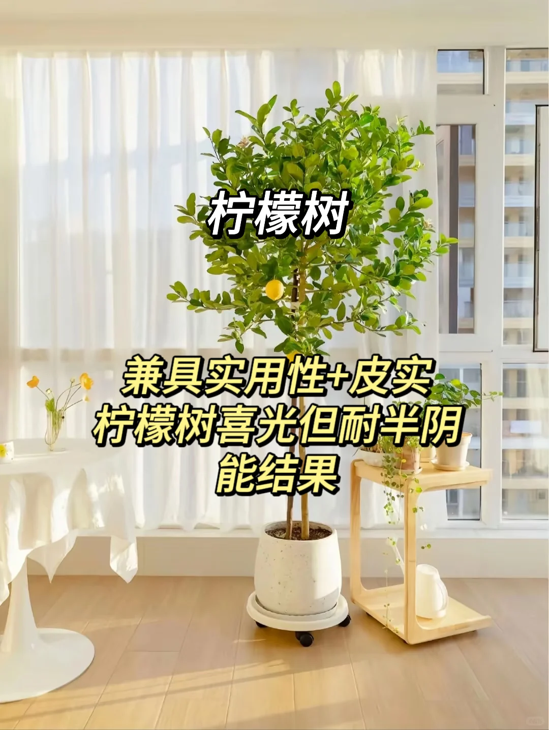 血泪教训！家庭绿植选这些才不踩坑?