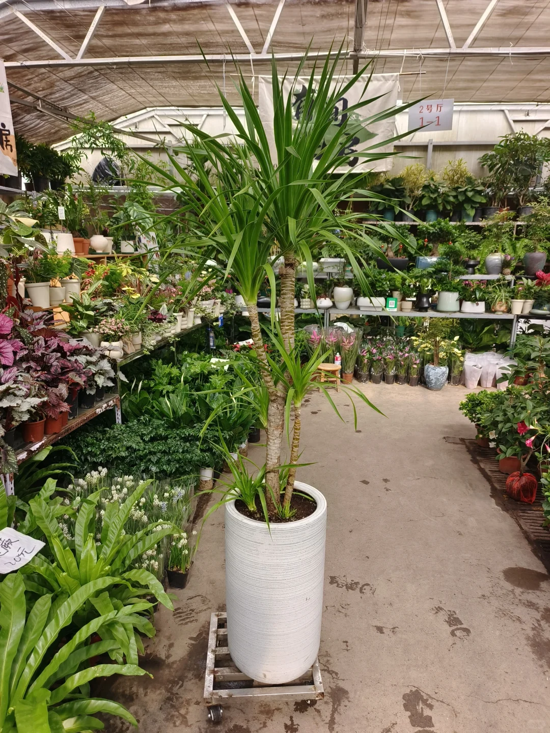 绿植软装是家里最好的软装?绿植软装