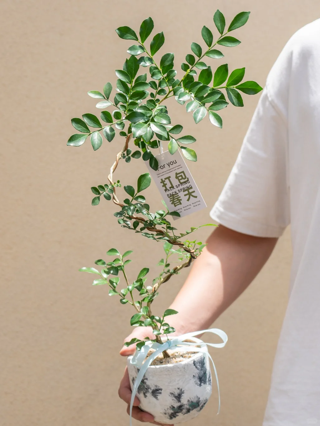 一进门就为这九里香着迷！??