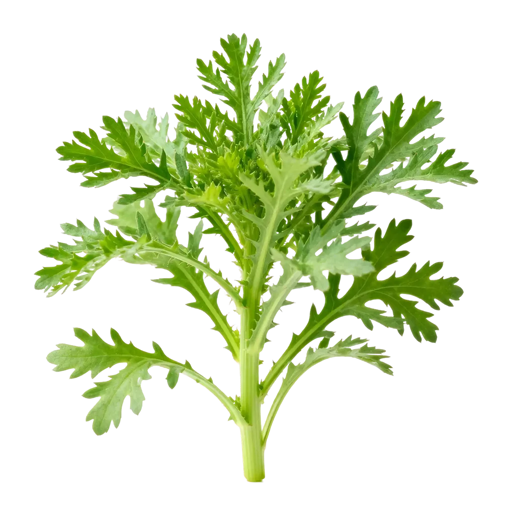 青菜图标，平常你经常吃的是哪一款呢？