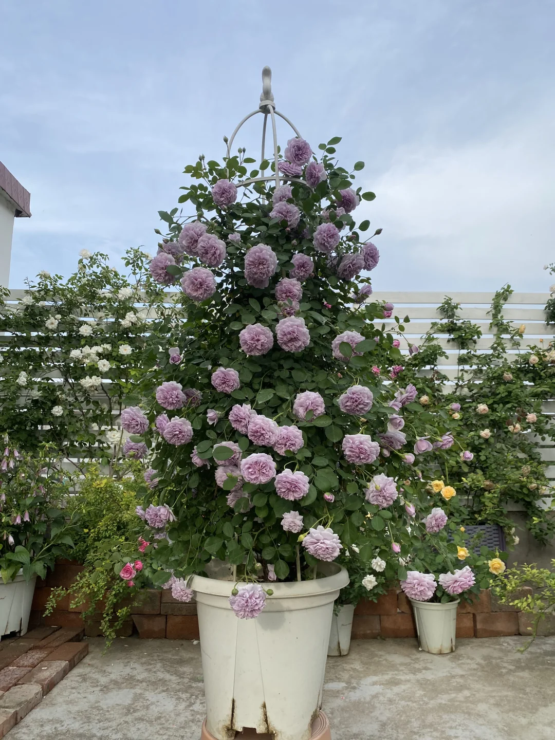 分享一下自己的月季养护经验