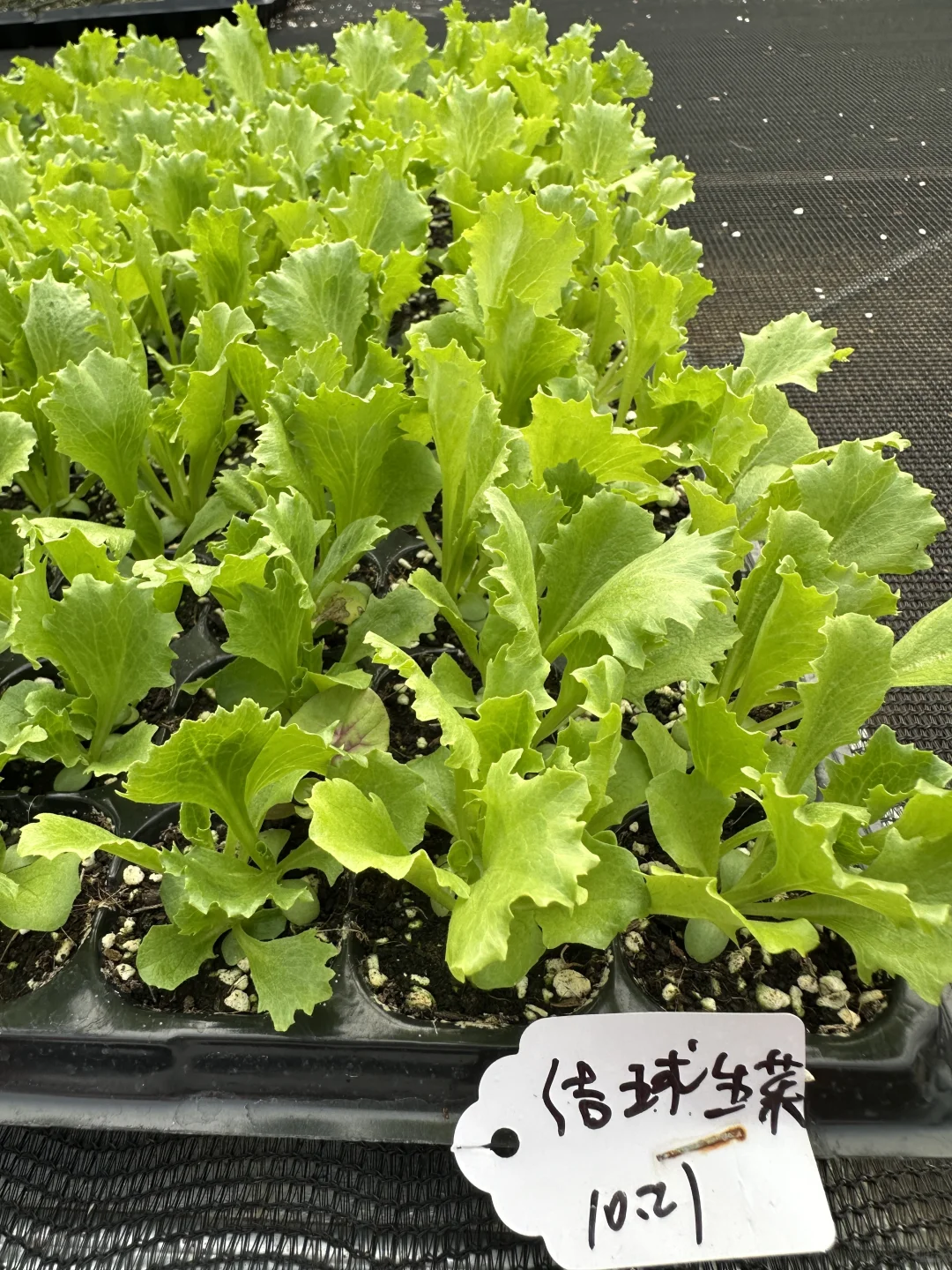 南宁大学东路万达广场旁，各种菜苗。