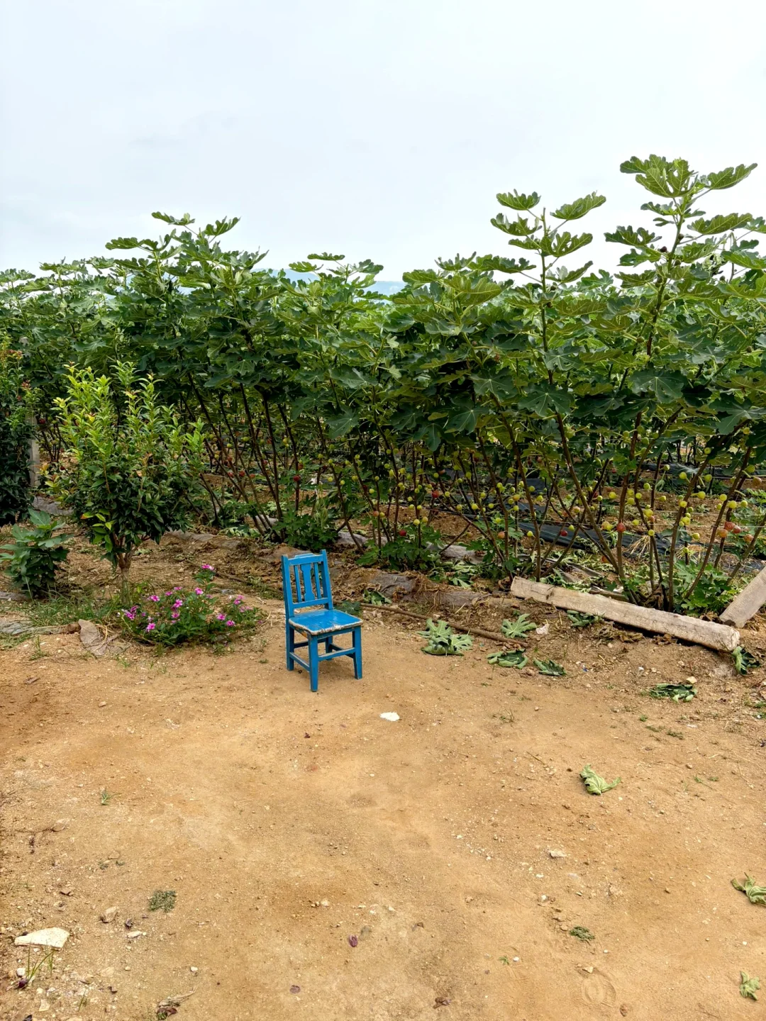 无花果采摘日常