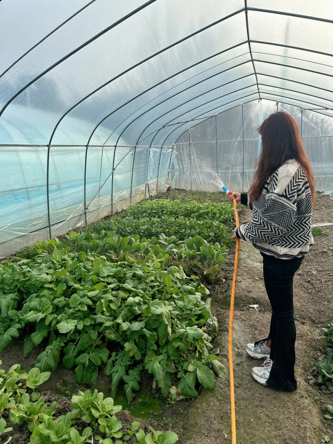 2025在大棚种有机蔬菜?