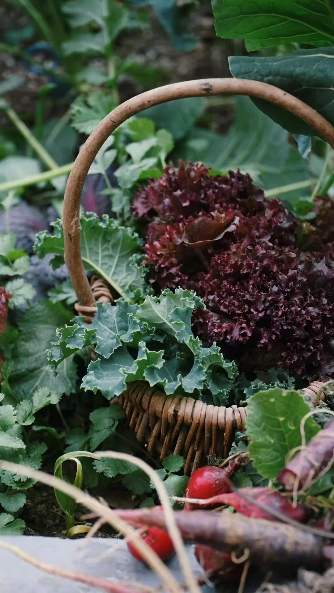 一年一度种植胡萝卜的季节到了，每年丰收季