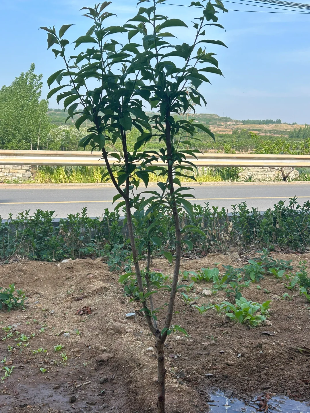 二十多拼多多买的李子树竟然长得这么好