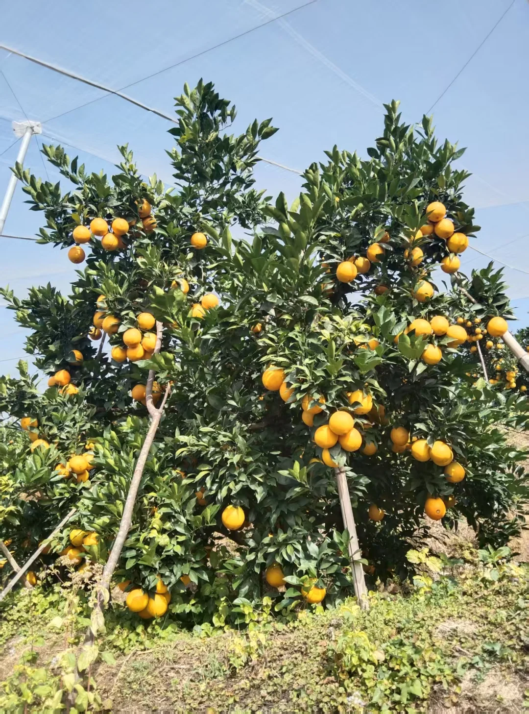 种一颗自己的橙子树?，实现橙子自由啦