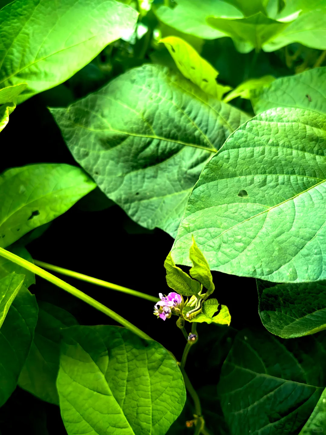 经常在吃 但你认得出几个？??