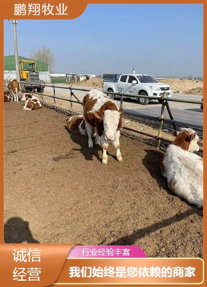 鹏翔牧业牛犊