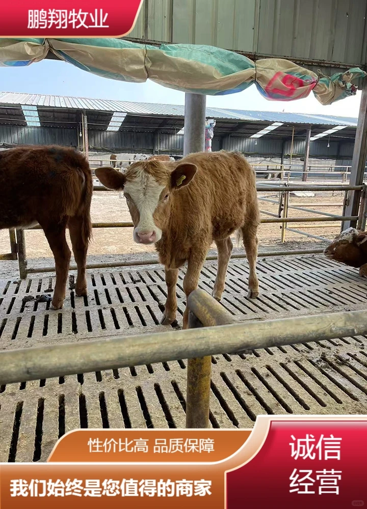 鹏翔牧业母牛