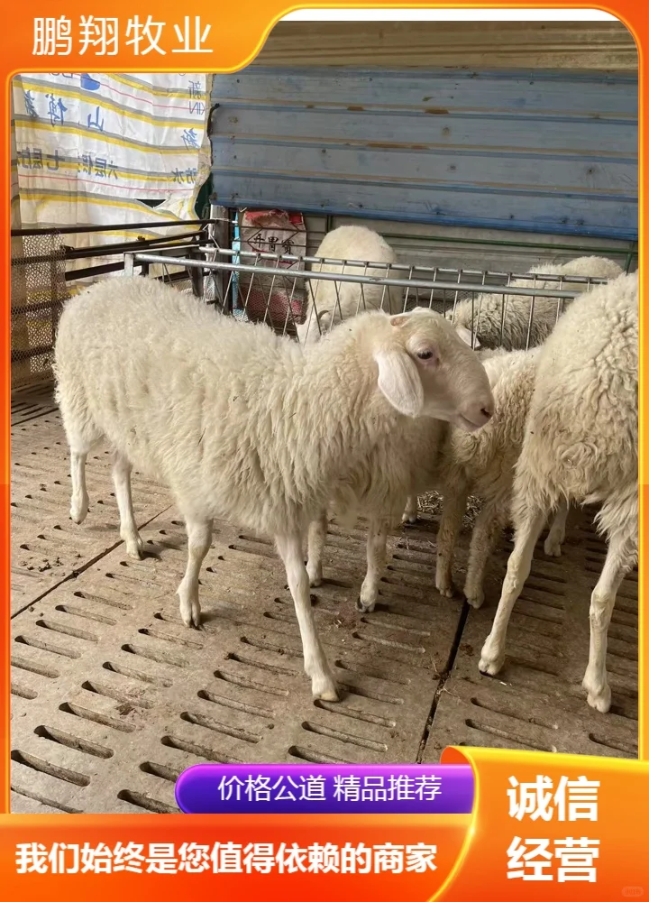 鹏翔牧业母羊