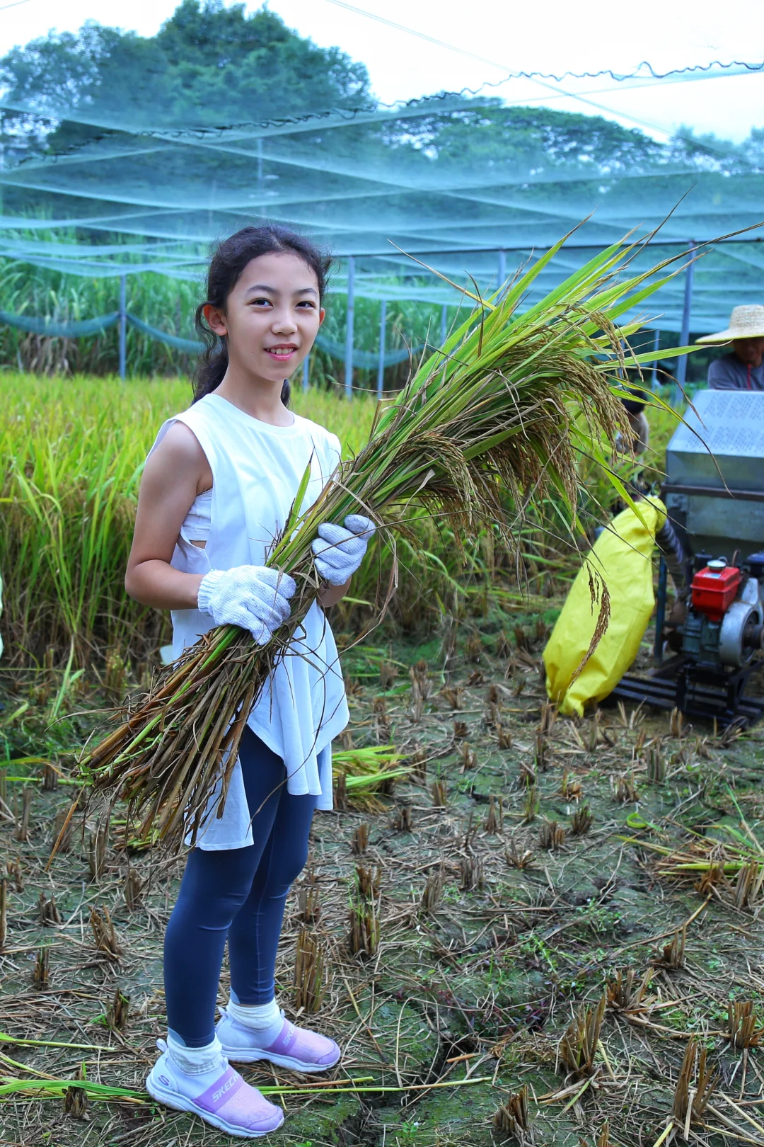 一起来割稻子吧
