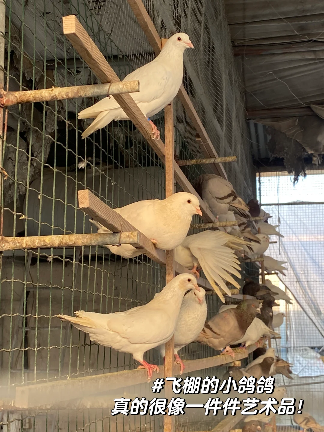 动医实习 | 动物医学女大学生鸽厂实习lv.1