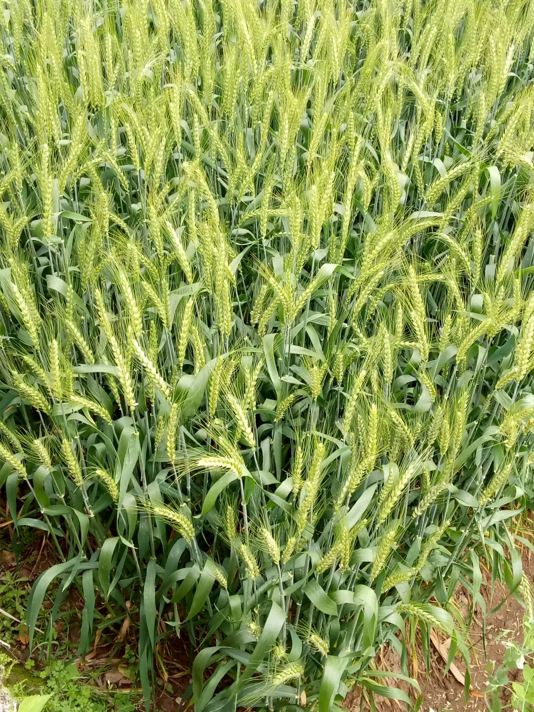 家乡的麦子开花了