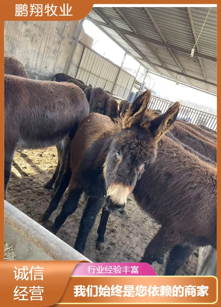 鹏翔牧业三粉驴