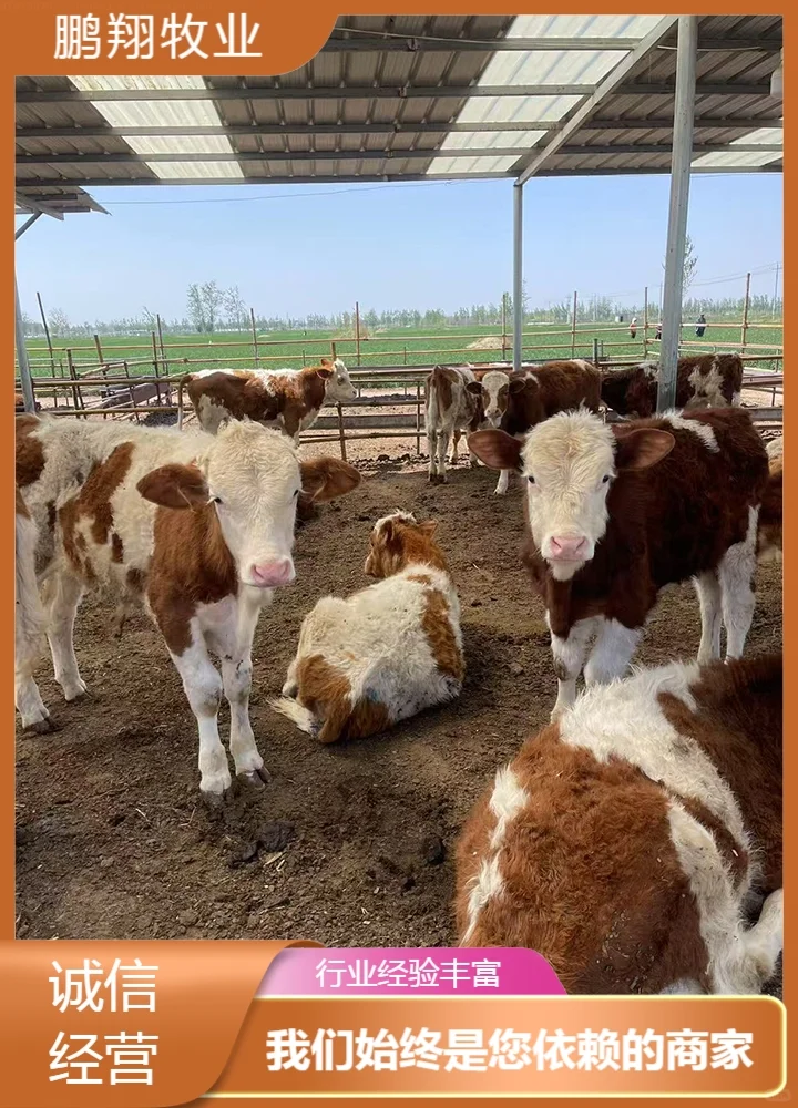 鹏翔牧业牛犊