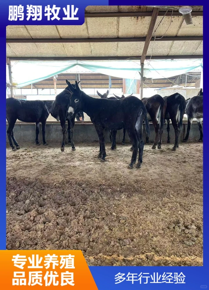 鹏翔牧业宠物炉